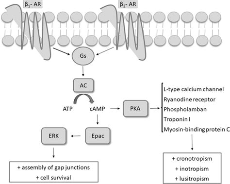 beta 2|What is the Difference Between Beta 1 and Beta 2 Receptors.